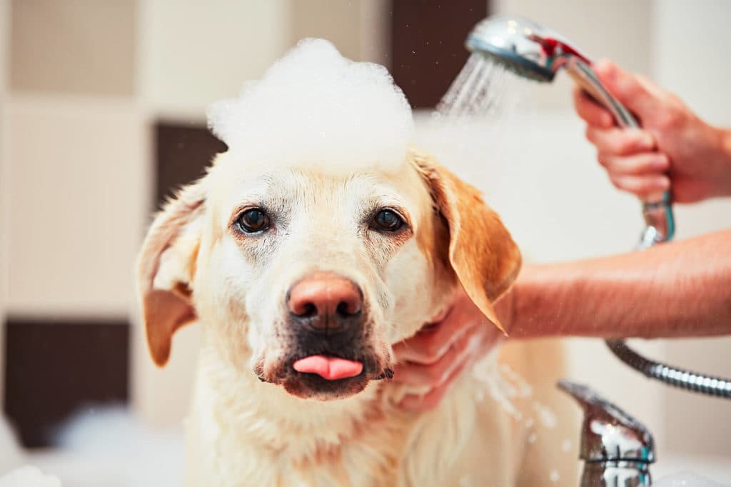 GroomRoom Berlin: Der Hundefriseur und Katzenfriseur in Berlin, dem du vertrauen kannst