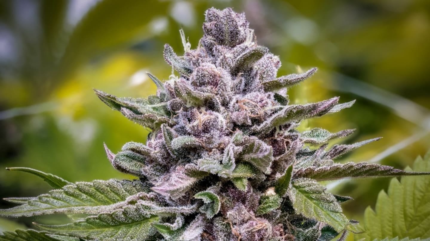 Kaufen THCA – Premium THCA-Blüten, Hasch und Vape mit kostenlosem Versand in Deutschlands bestem Online-Shop