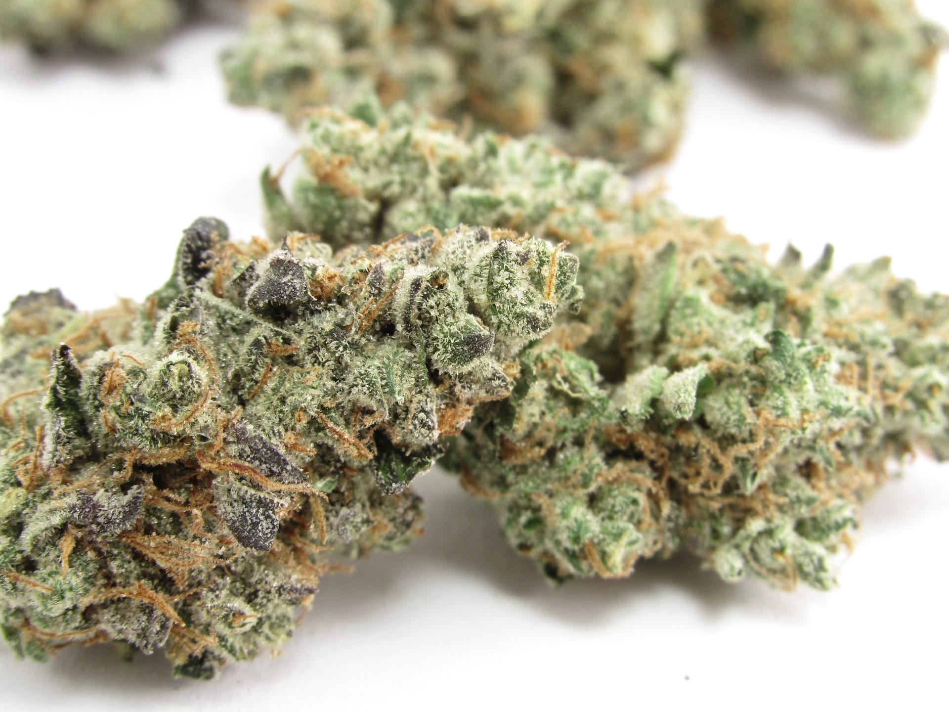 CBD Blüten kaufen – Warum diese Blüten die besten auf dem Markt sind