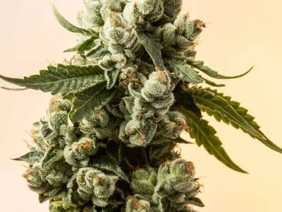 Kaufen THCA – Premium THCA-Blüten, Hasch und Vape mit kostenlosem Versand in Deutschlands bestem Online-Shop