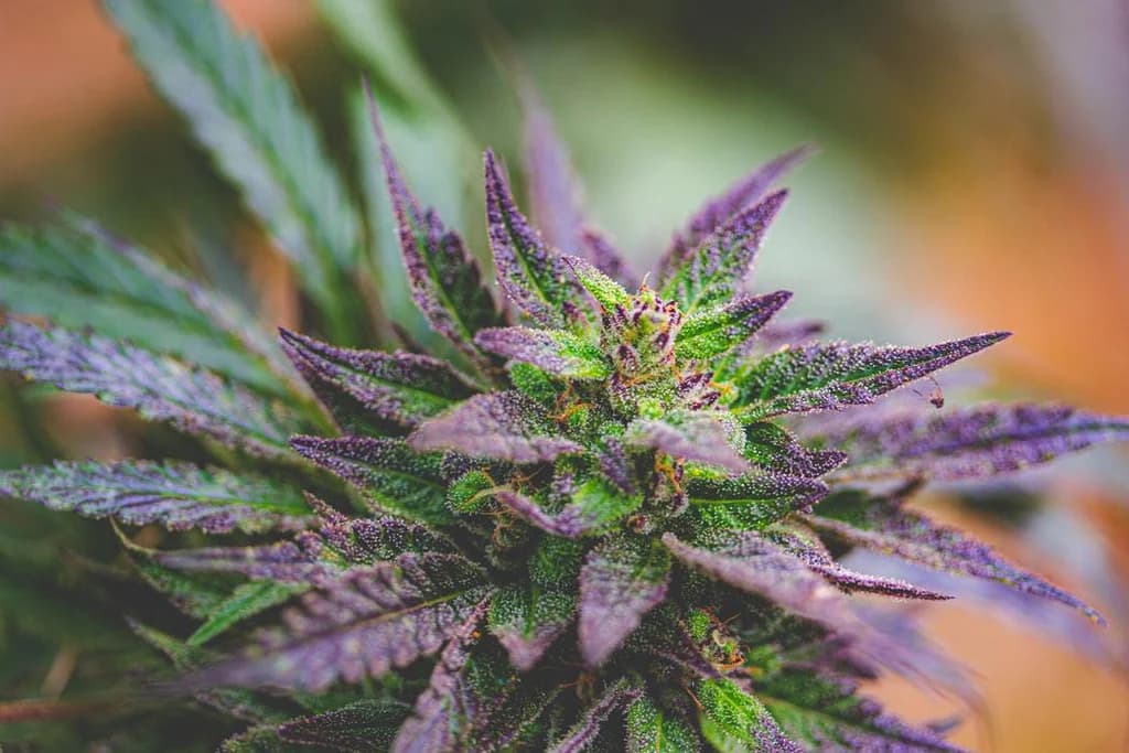 CBD Blüten günstig kaufen – Worauf du achten solltest