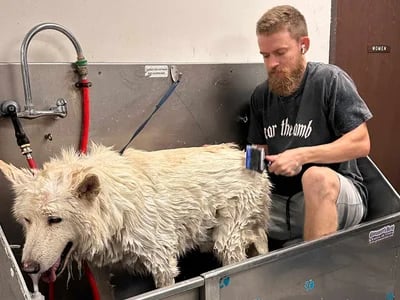 GroomRoom Berlin: Der Hundefriseur und Katzenfriseur in Berlin, dem du vertrauen kannst