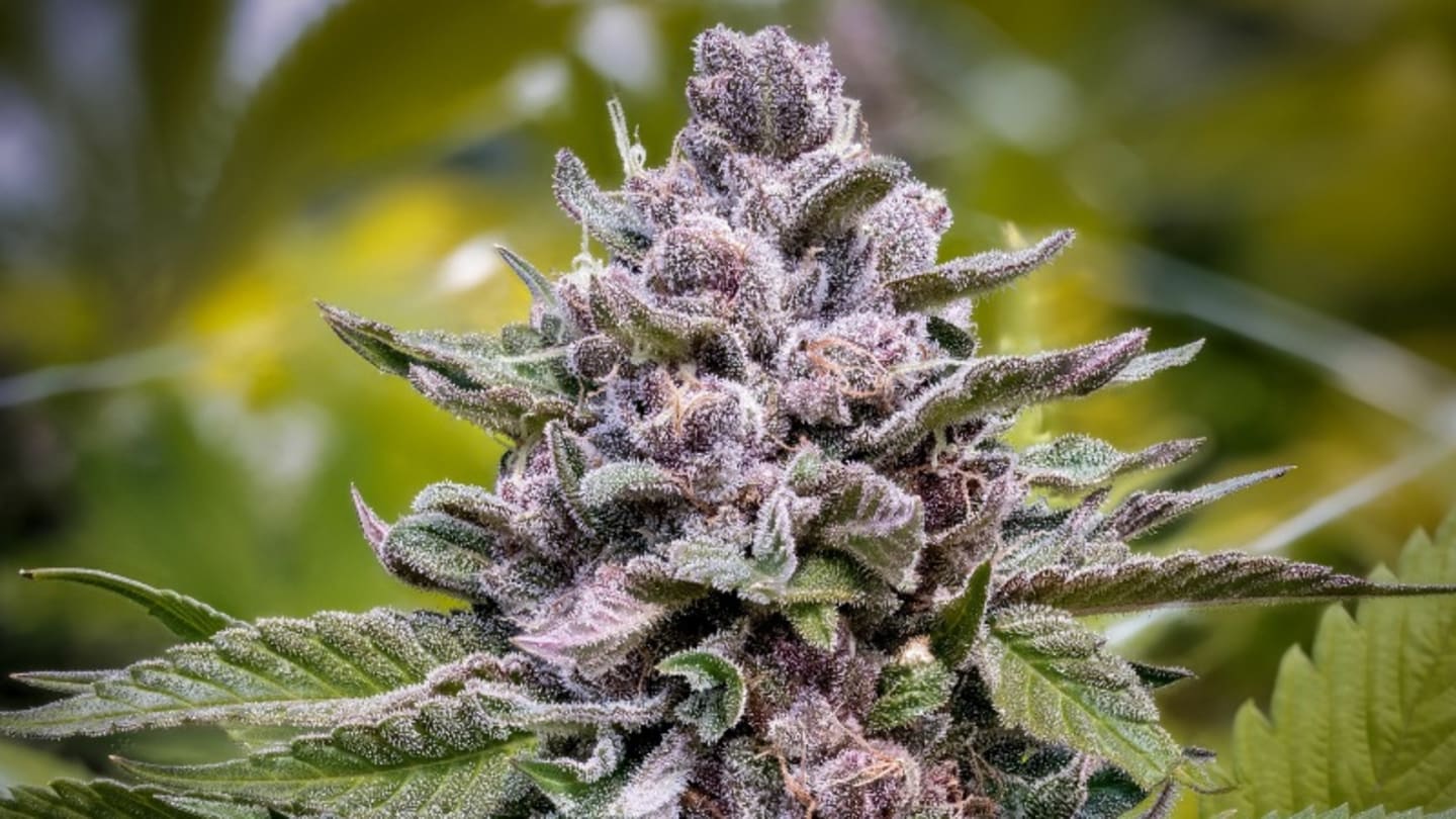 Kaufen THCA – Premium THCA-Blüten, Hasch und Vape mit kostenlosem Versand in Deutschlands bestem Online-Shop
