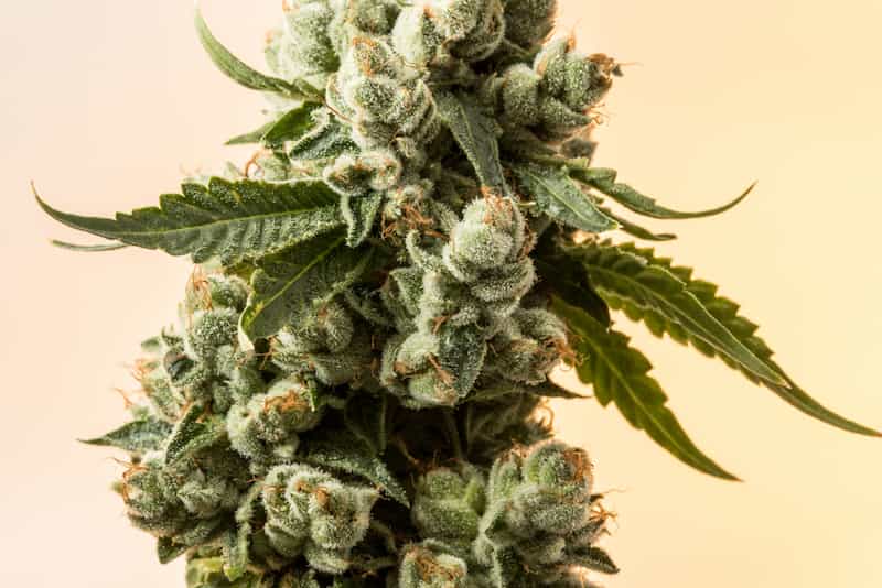 Kaufen THCA – Premium THCA-Blüten, Hasch und Vape mit kostenlosem Versand in Deutschlands bestem Online-Shop
